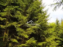 Prodej lesa, Žirovnice, 8890 m2