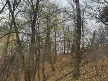 Prodej lesa, Otinoves, 1464 m2