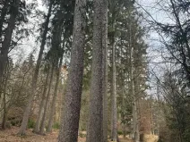 Prodej lesa, Petrovice II, 11117 m2