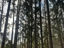 Prodej lesa, Petrovice II, 11117 m2