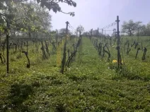 Prodej sadu/vinice, Strážnice, 2284 m2