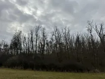 Prodej podílu lesa, Lesonice, 6189 m2