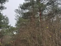 Prodej lesa, Budyně nad Ohří, 3677 m2