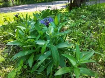 Prodej pozemku pro bydlení, Rokytnice v Orlických horách, 271 m2