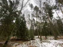Prodej lesa, Veliny, 4517 m2