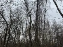 Prodej lesa, Moravský Písek, 4838 m2