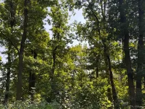 Prodej lesa, Bolehošť, 3558 m2