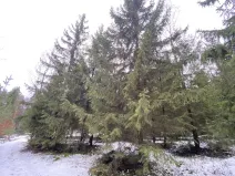 Prodej lesa, Veliny, 4431 m2