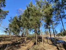 Prodej lesa, Veliny, 882 m2