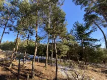 Prodej lesa, Veliny, 882 m2