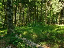 Prodej lesa, Volenice, 84000 m2