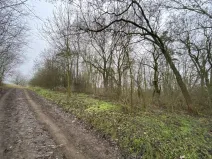 Prodej lesa, Městečko Trnávka - Lázy, 856 m2