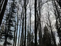 Prodej podílu lesa, Halenkov, 1840 m2