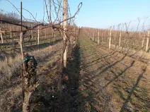 Prodej sadu/vinice, Novosedly, 10093 m2