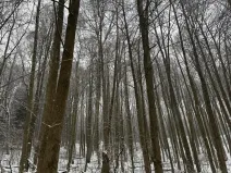 Prodej lesa, Velké Losiny, 7690 m2