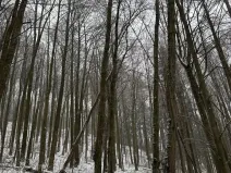 Prodej lesa, Velké Losiny, 7690 m2