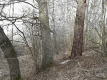 Prodej lesa, Řípec, 27546 m2