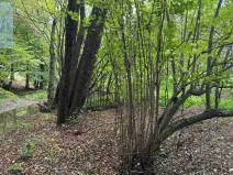 Dražba louky, Velká Polom, 2296 m2