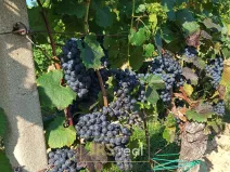 Prodej pozemku, Mutěnice, 3399 m2