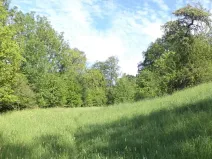 Dražba louky, Děčín, 15764 m2