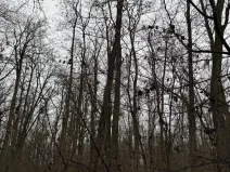 Prodej podílu lesa, Mutěnice, 1819 m2