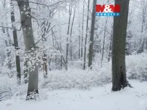 Prodej lesa, Řepníky, 562 m2