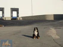 Pronájem skladu, Žižice - Vítov, 1762 m2