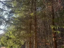 Prodej lesa, Huslenky, 11045 m2