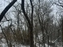 Prodej podílu lesa, Ivančice, 2330 m2