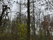 Prodej lesa, Boreč, 3833 m2