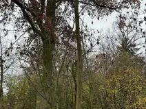 Prodej lesa, Boreč, 3833 m2