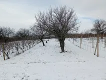 Prodej zahrady, Mikulov, Nová, 467 m2