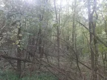 Prodej lesa, Bohuslavice, 11442 m2