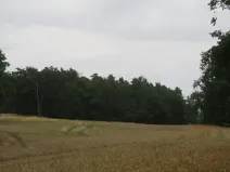 Dražba lesa, Zhoř, 23907 m2