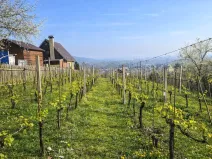 Prodej zahrady, Malé Žernoseky, 992 m2