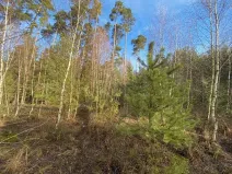 Dražba lesa, Veliny, 5028 m2