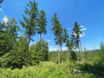 Dražba lesa, Kropáčova Vrutice, 15167 m2