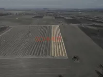 Prodej sadu/vinice, Sedlec, 11641 m2