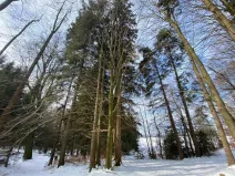 Prodej lesa, Volfířov - Brandlín, 406 m2