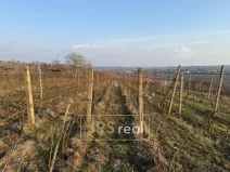 Prodej pozemku, Mutěnice, 2669 m2