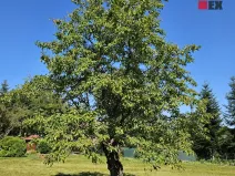 Pronájem zahrady, 1962 m2