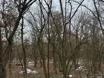 Prodej podílu lesa, Černěves, 9239 m2