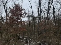 Prodej podílu lesa, Černěves, 9239 m2