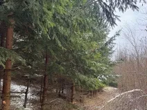 Prodej lesa, Lutonina, 18019 m2