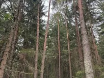 Prodej podílu lesa, Ledenice, 2894 m2