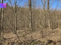 Prodej lesa, Rybí, 55558 m2