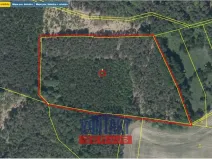 Prodej lesa, Bačalky - Lično, 32004 m2