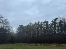 Prodej podílu lesa, Břehy, 1092 m2