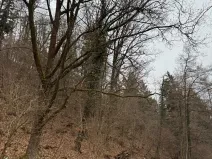 Prodej lesa, Zlatá Koruna, 2337 m2