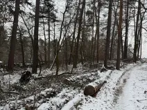 Prodej lesa, Stříbrnice, 2595 m2